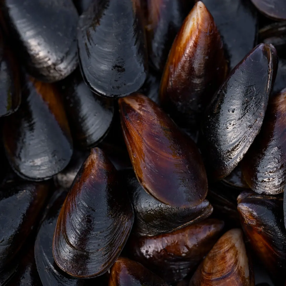 Mussels